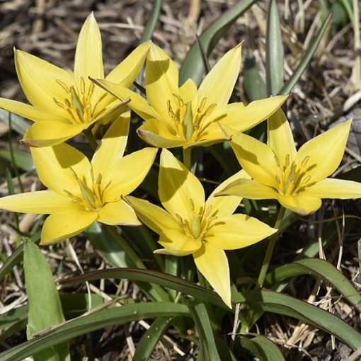 tulipa-urumiensis