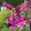 Dichelostemma ida-maia Pink Diamond - Tüzijátékvirág (5/+)