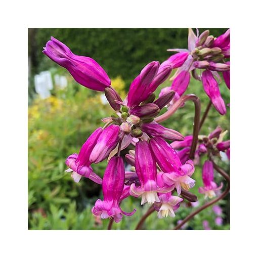 Dichelostemma ida-maia Pink Diamond - Tüzijátékvirág (5/+)