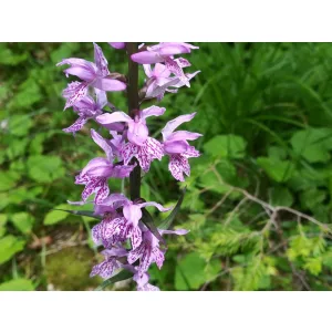Dactylorhiza fuchsii - Ujjaskosbor