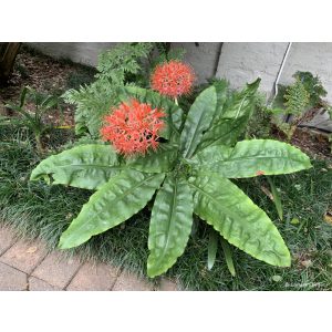 scadoxus-multiflorus-subsp-katharinae
