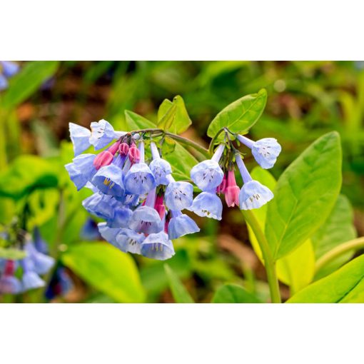 Mertensia virginica - Virginiai tüdővirág