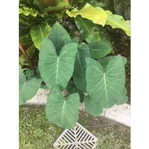 Xanthosoma sagittifolium - Elefántfül