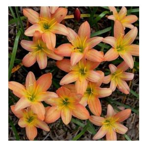zephyranthes-Apricot-Balesh