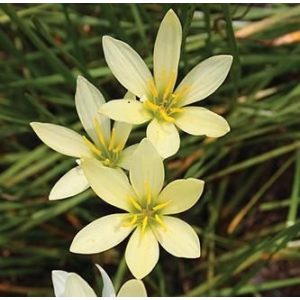 Zephyranthes Balesh
