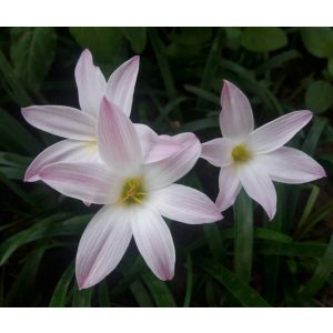 zephyranthes-Bubbles