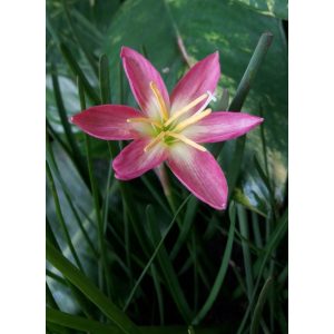 zephyranthes-Capricorn