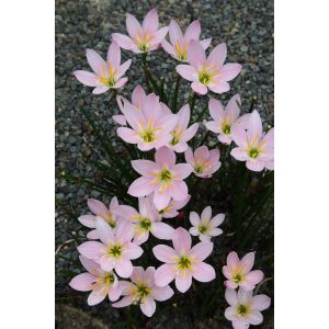 zephyranthes-Grandjax