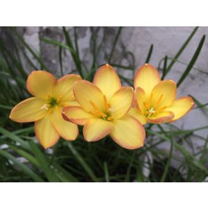 zephyranthes-Kings-Ransom