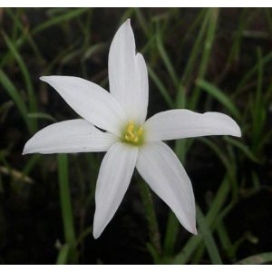 zephyranthes-Mali