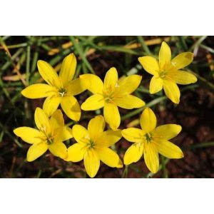 zephyranthes-Midas-Touch