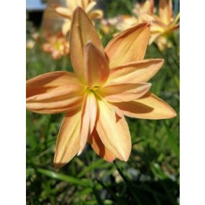 zephyranthes-Yanti-Chandra