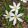 Zephyranthes candida - Zefírvirág