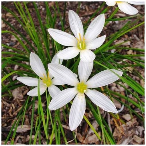 Zephyranthes candida - Zefírvirág