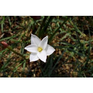 zephyranthes-chlorosolen
