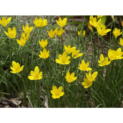 Zephyranthes citrina - Zefírvirág