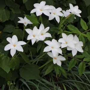 zephyranthes-drummondii
