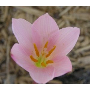 Zephyranthes huastecana