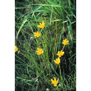 zephyranthes-jonesii