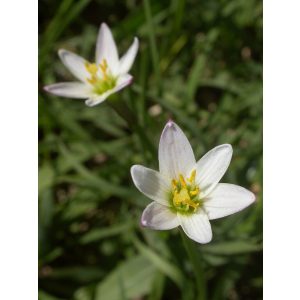 zephyranthes-minima