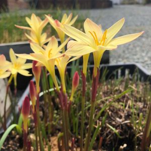 zephyranthes-primulina