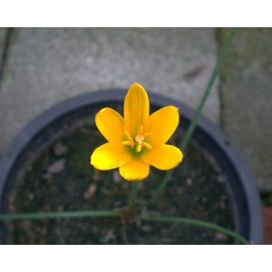 zephyranthes-pulchella