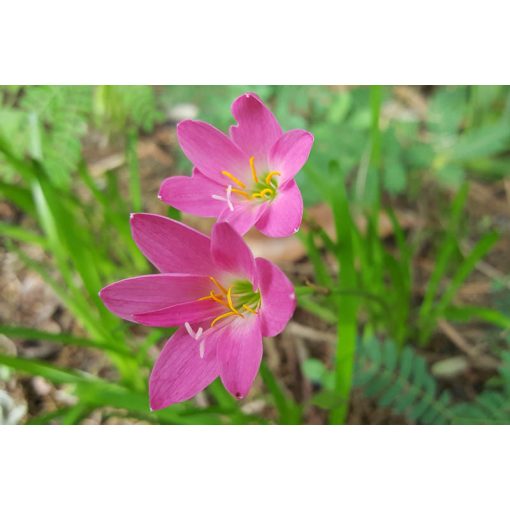 Zephyranthes rosea - Zefírvirág