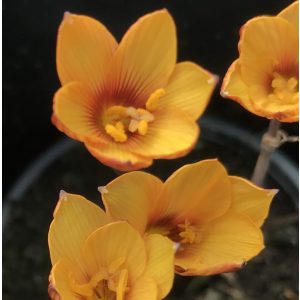 habranthus-tubispathus