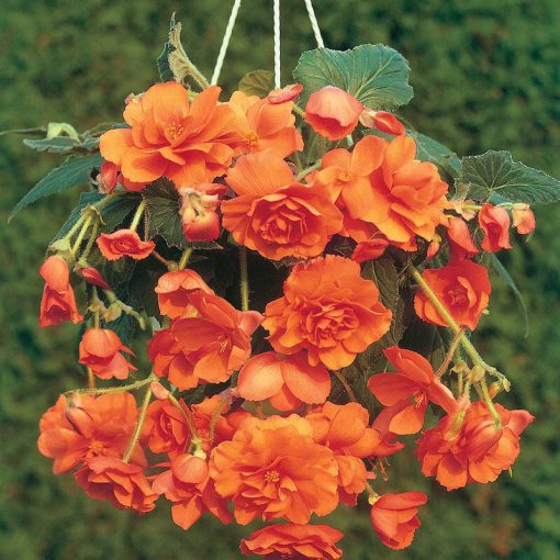 begonia-cascade-Orange