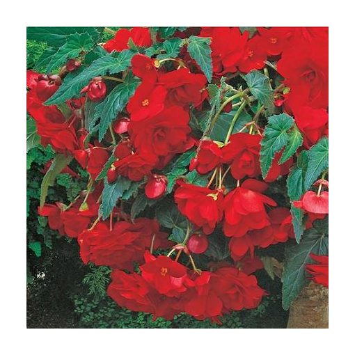 begonia-cascade-Red