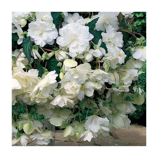 begonia-cascade-White