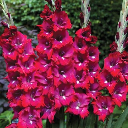 Gladiolus San Siro (12/+) - Kardvirág