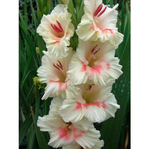 Gladiolus Ajax - Kardvirág