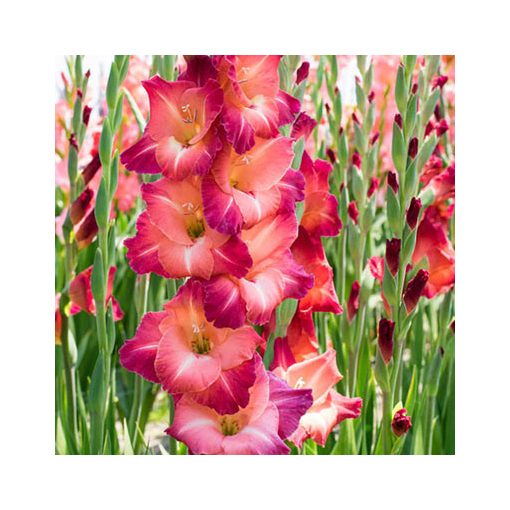 Gladiolus Guinea (12/+) - Kardvirág