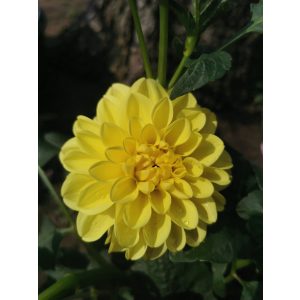 Dahlia Sisa - Dália