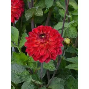 Dahlia Calima - Dália