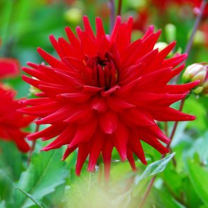 Dahlia Red Pigmy - Dália