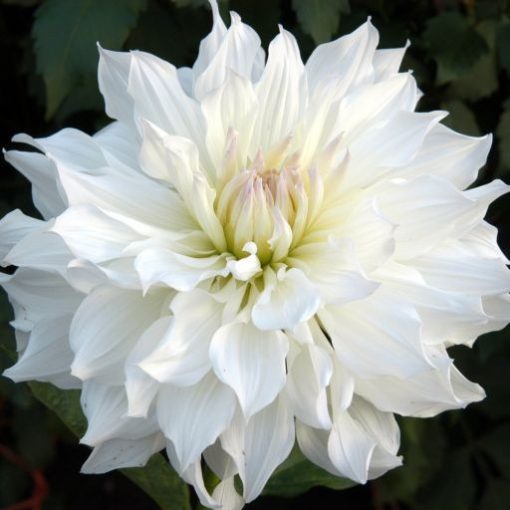 Dahlia Iceberg USA - Dália