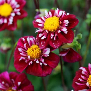 Dahlia Impression Fantastico - Dália