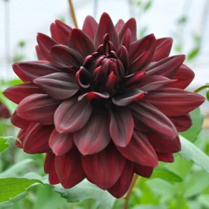 Dahlia Sam Hopkins - Dália