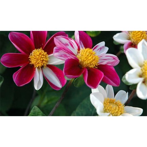 Dahlia Twynings Smartie - Dália