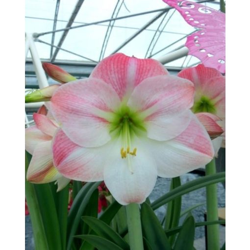 Hippeastrum Apple Blossom - Amarillisz