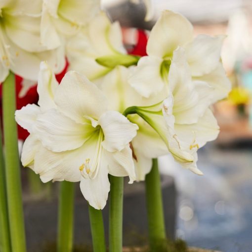 Hippeastrum Mount Blanc - Amarillisz