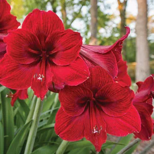 Hippeastrum Red Lion - Amarillisz