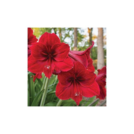 Hippeastrum Red Lion - Amarillisz