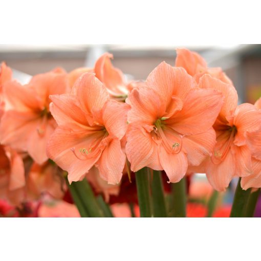 Hippeastrum Rilona - Amarillisz