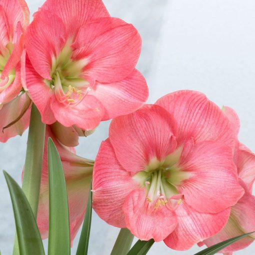 Hippeastrum Susan - Amarillisz