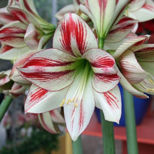 Hippeastrum Ambiance - Amarillisz