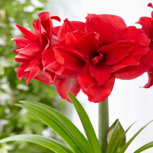 Hippeastrum Amarantia - Amarillisz