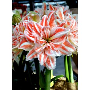 Hippeastrum Dancing Queen - Amarillisz